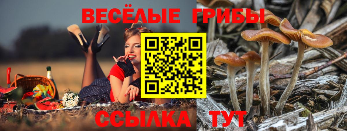 Галлюциногенные грибы Magic Shrooms  Псилоцибиновые грибы Psilocybine cubensis  Орёл  Вход с VPN 